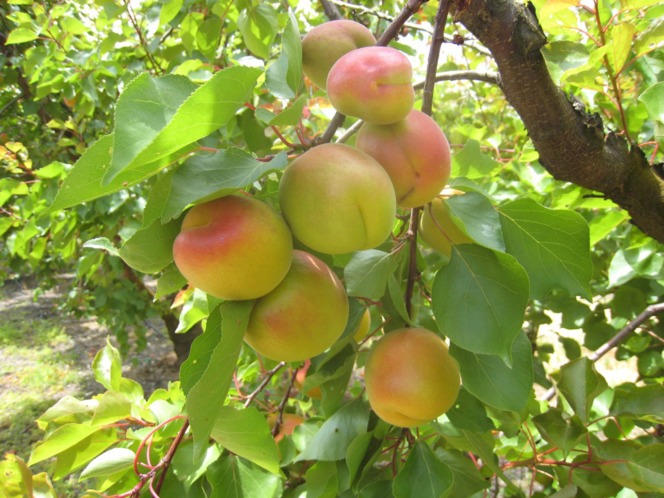 apricots credit ca farm bureau