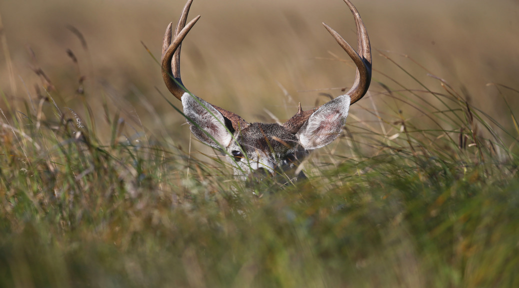 deer CDFW Photo by Stuart Itoga