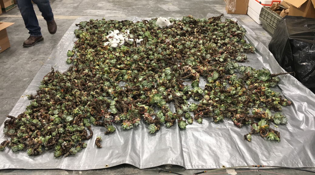 dudleya inventory tarp ii cdfw