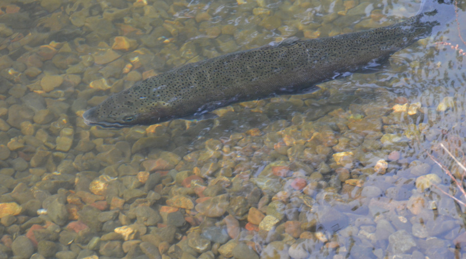 trout on russian river photo by harry cdfw