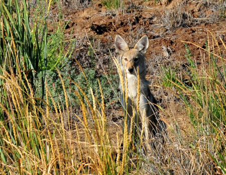 Coyote pup Seedskade NWR Tom Koerner USFWS