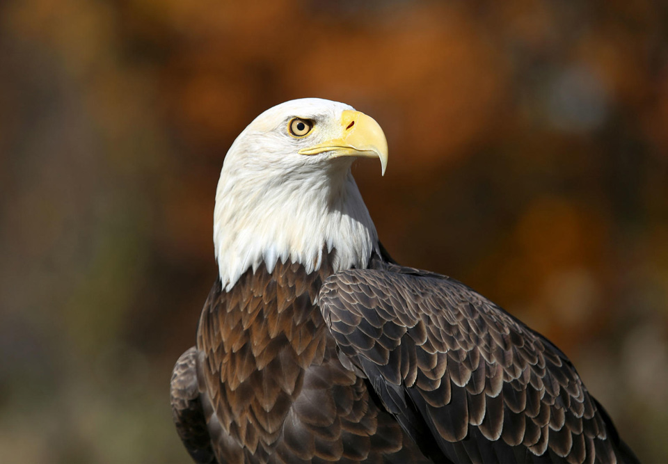 apa 2016 a1 1988 3 bald eagle daniel joppich kk 0