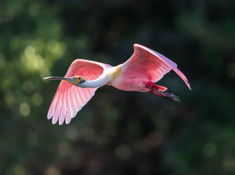 a1 4712 5 roseate spoonbill mary lundeberg kk