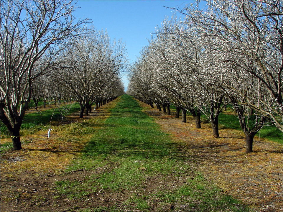 almond blooms source usda