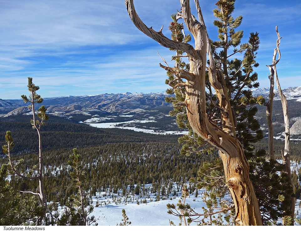 yosemite Whitebark Pine and Tuolumne Meadow February 1st 2018 960