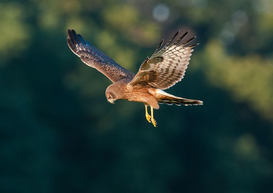 apa 2011 19527 157000 raywhitt northern harrier kk