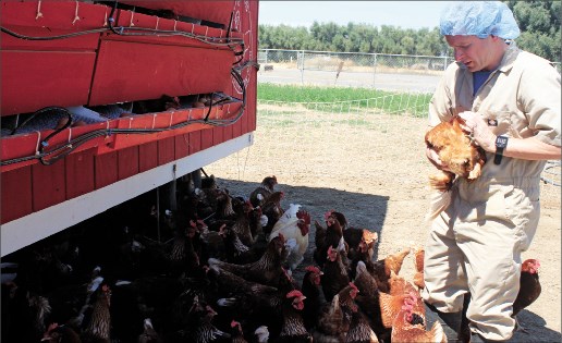 4527 Vet P 1 20180718piteskypoultryvetCWL29