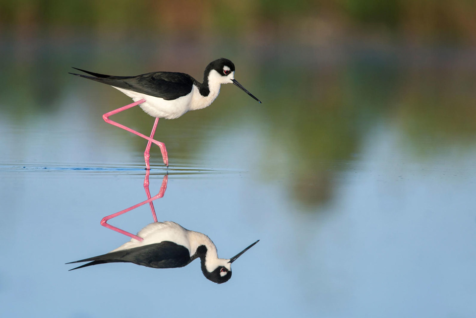 a1 3690 6 black necked stilt peter brannon kk 0