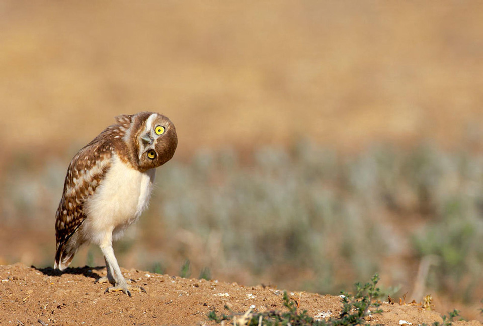 apa 2012 25032 194127 andylong burrowing owl kk