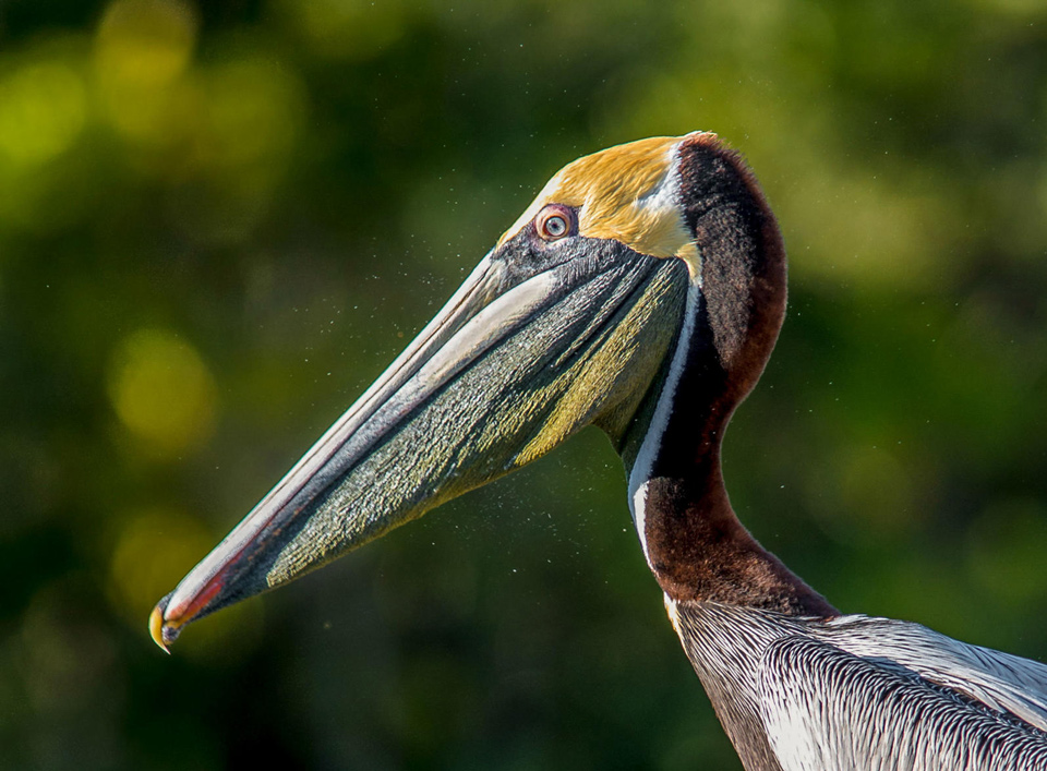 apa 2015 franklinabbott brown pelican kk