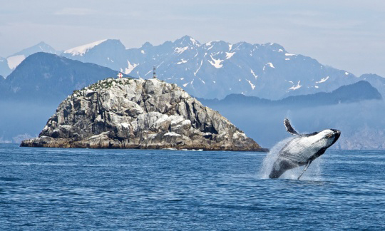 kenai fjords np humpback breaching nps photo kaitlin thoresen