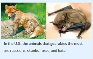 rabies credit cdc