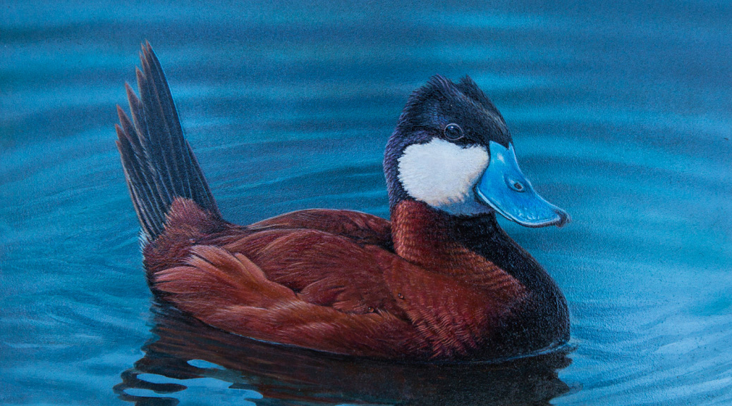 2017 first place duck stamp contest sans ribbone