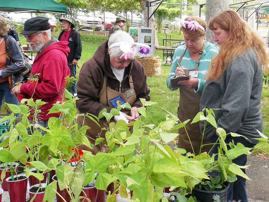 MG plant sale