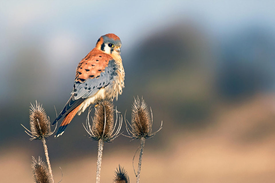 a1 4184 1 american kestrel gary grossman kk