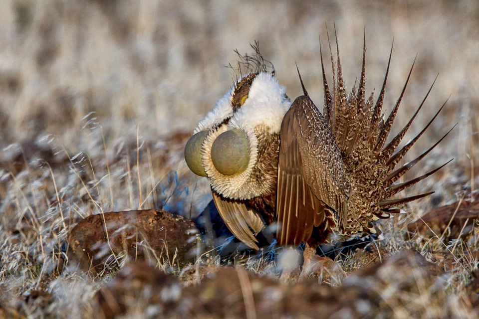 apa 2013 28309 225301 davidsmith greater sagegrouse kk