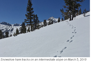 yosemite hare blog march 7