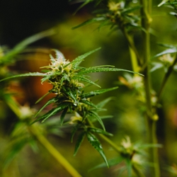 marijuana shane rounce 390475 mid
