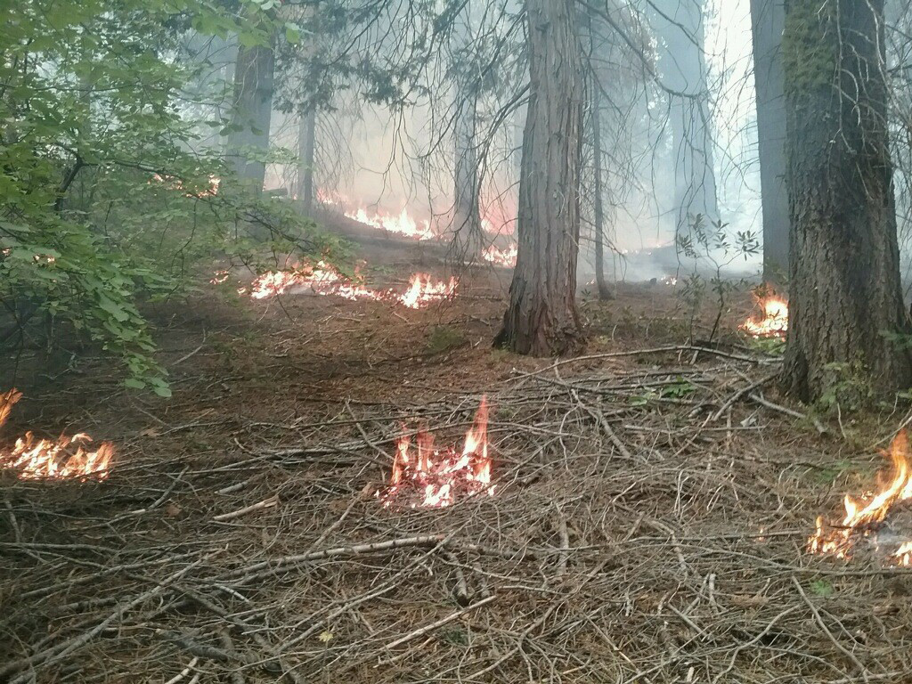 Sierra National Forest Dinkey South understory spring prescribed fire