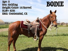 news california Bodie whb