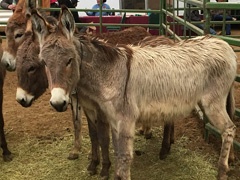 news california burros mule days 2018