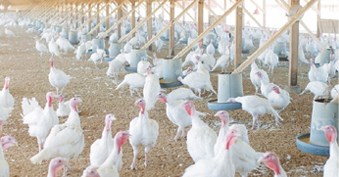 4541 turkey 20181109diestelturkeysCWL1