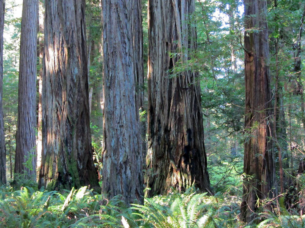 redwoods