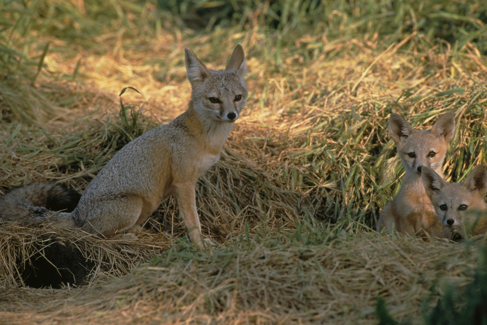 SanJoaquinKitFox USFWS FPWC 2 HIGHRES lpr