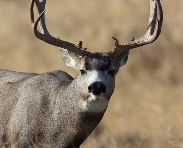 mule deer 600