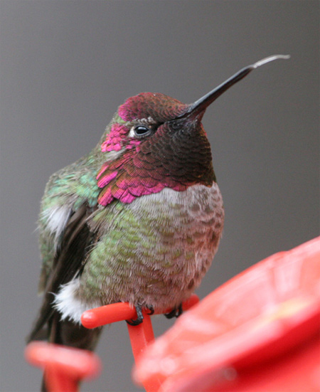 annas hummingbird in mariposa county hummy2 credit linda gast sierra sun times