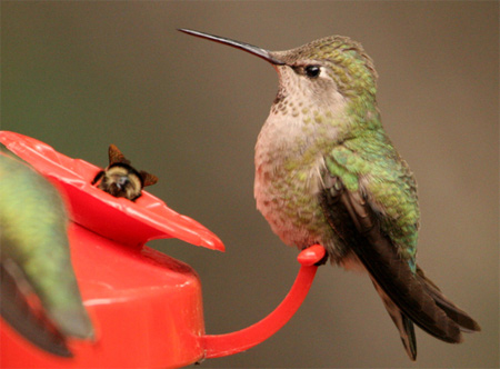 annas hummingbird in mariposa county hummy8 credit linda gast sierra sun times