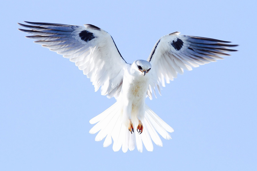 White tailed Kite