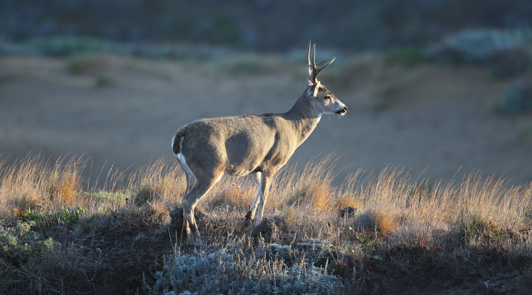 deer8889cdfw