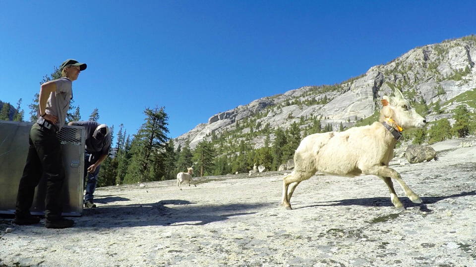 yosemite Bighorn Sheep Rls Sideview March 2015 Credit Yosemite Conservancy and Steve Bumgardner