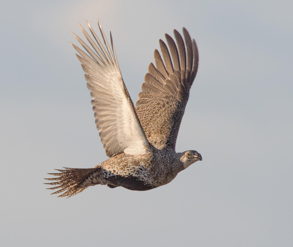 apa 2016 greater sage grouse joseph mahoney kk