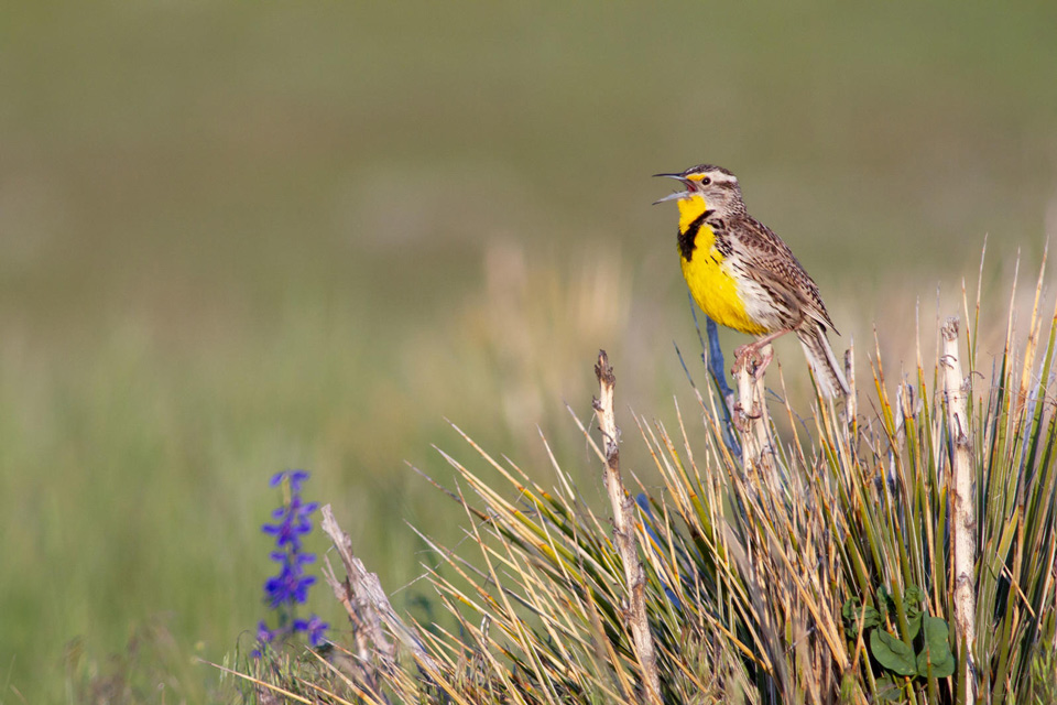 aud pronghorn ranch june 2018 audubon rockies 7520 evanbarrientos 