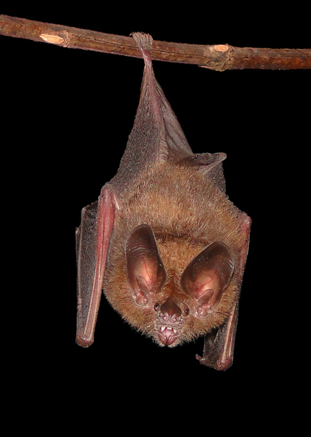 bat mmicrotis flightcage inga geipel