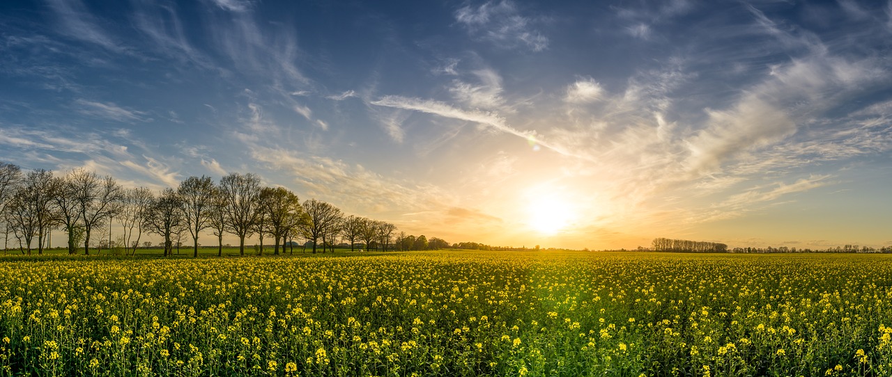 oilseed rape 2135026 1280