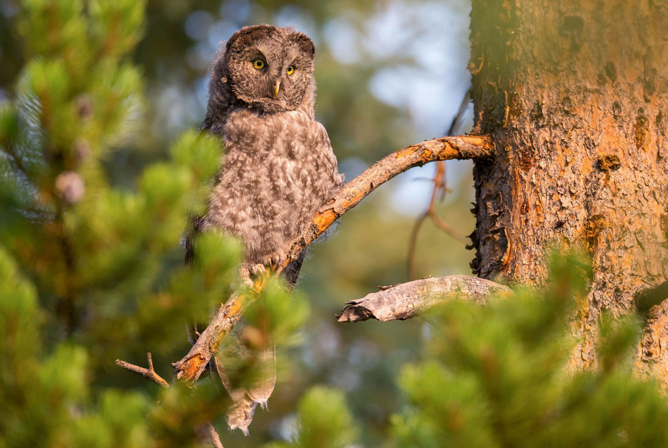 apa 2017 great gray owl a1 3687 4 syler peralta ramos kk