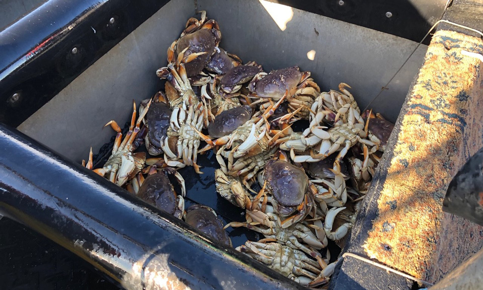 crab ccity 12 4 2019qualitytest 3