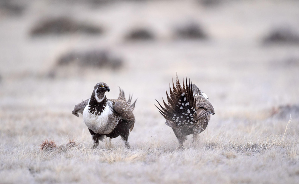 web aud greater sage grouse 06663 photo evan barrientos