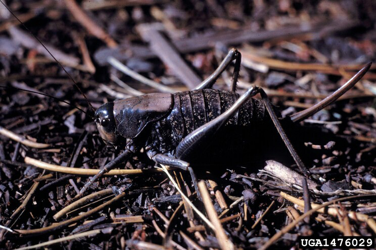 mormon cricket 1476029 PPT credit Howard Ensign Evans Colorado State University Bugwood.org