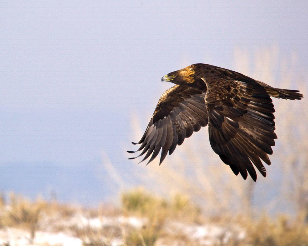 web apa 2013 28823 228580 danielodonnell golden eagle kk 0