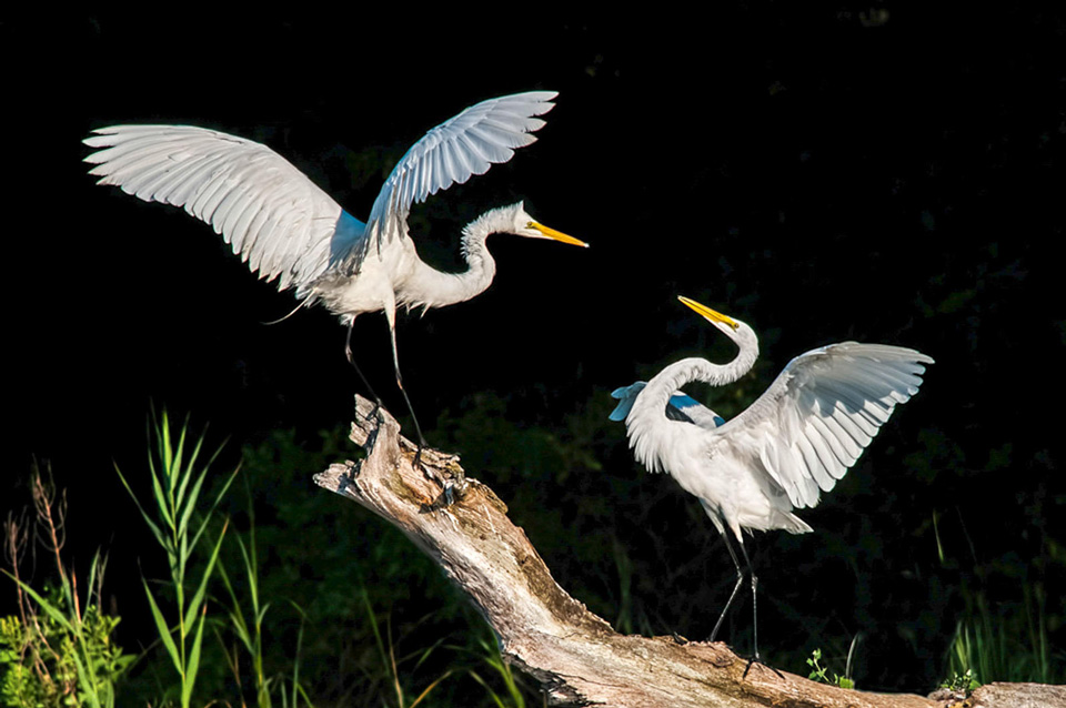 web apa 2015 meryllorenzo great egret kk