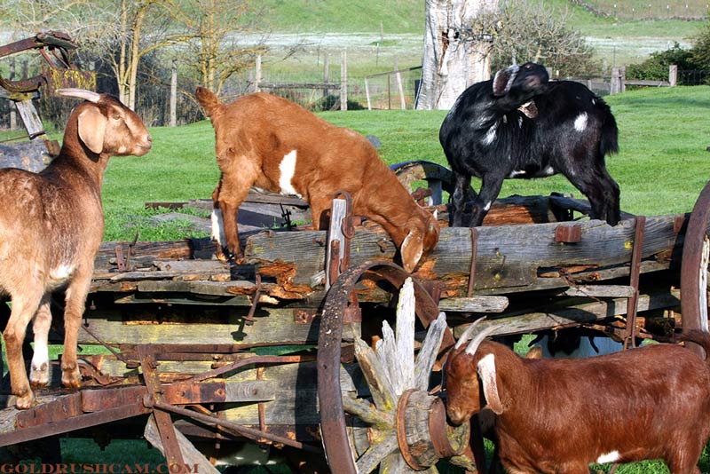 goats in mariposa county credit linda gast sierra sun times