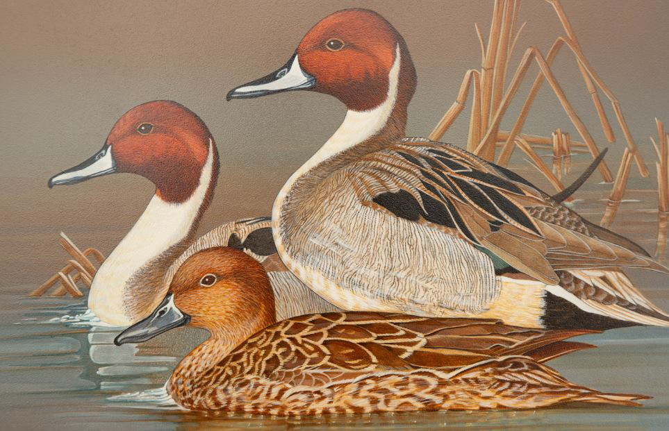 2019 California Duck Stamp Art Contest winner Frank Dolphens Jr.