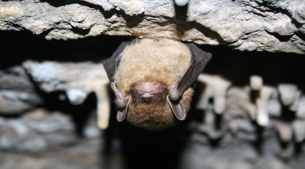 hibernating little brown bat ann froschauer usfws 1250px