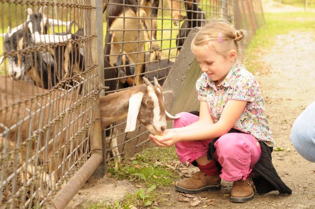 petting zoo goat medium