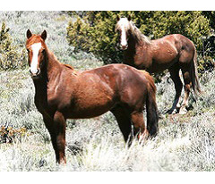 CA NCD Wild Horses