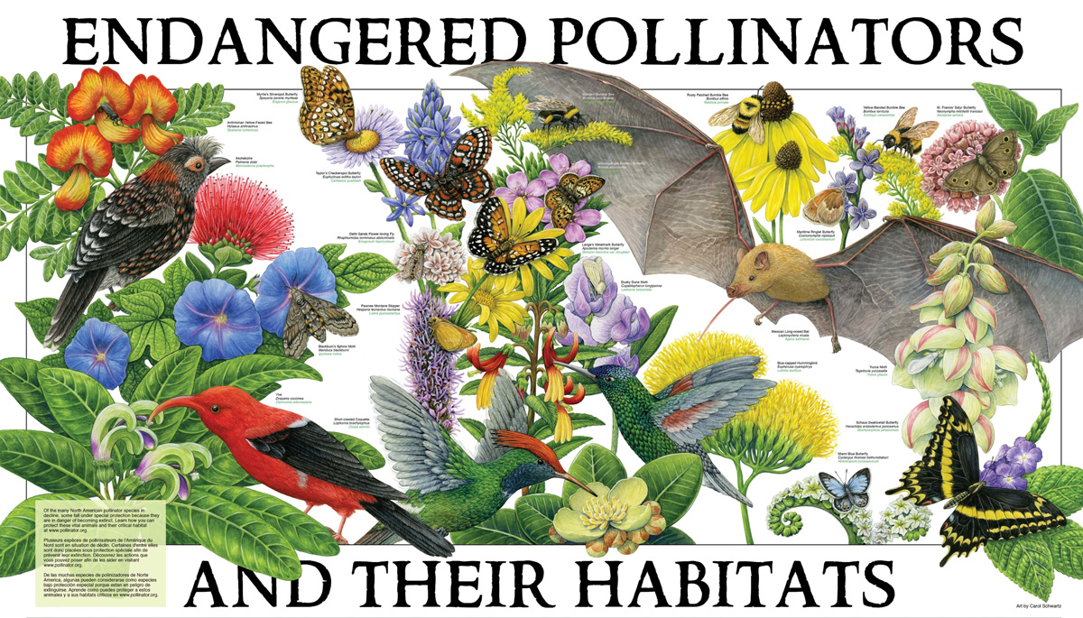 Pollinator Poster 2019 Final 3